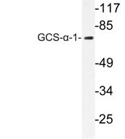 GCS-α-1 Polyclonal Antibody
