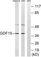 GDF-15 Polyclonal Antibody