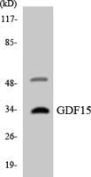 GDF-15 Polyclonal Antibody