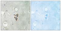 DOR-1 Polyclonal Antibody