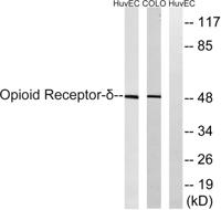 DOR-1 Polyclonal Antibody