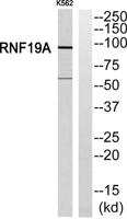 Dorfin Polyclonal Antibody