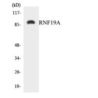 Dorfin Polyclonal Antibody