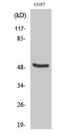 DP-2 Polyclonal Antibody