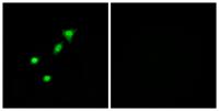 DPF2 Polyclonal Antibody