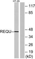 DPF2 Polyclonal Antibody