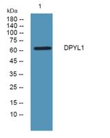 DPYL1 Polyclonal Antibody