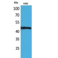 DR3 Polyclonal Antibody