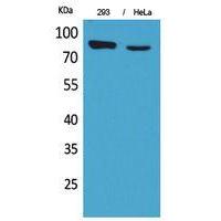 DRA Polyclonal Antibody