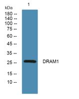 DRAM1 Polyclonal Antibody