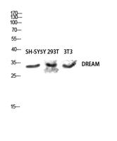 DREAM Polyclonal Antibody