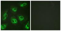 DREAM Polyclonal Antibody
