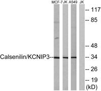 DREAM Polyclonal Antibody
