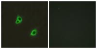 DREG Polyclonal Antibody