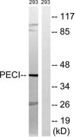 DRS-1 Polyclonal Antibody