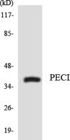 DRS-1 Polyclonal Antibody