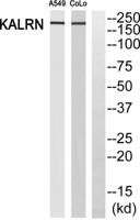 Duo Polyclonal Antibody