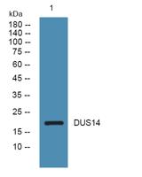 DUS14 Polyclonal Antibody