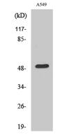 Dynactin 2 Polyclonal Antibody