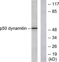 Dynactin 2 Polyclonal Antibody