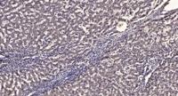 Dynactin 2 Polyclonal Antibody