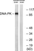 Dynamin I Polyclonal Antibody