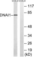 Dynein IC1 Polyclonal Antibody