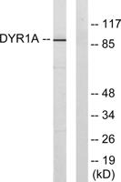 Dyrk1A Polyclonal Antibody