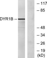 Dyrk1B Polyclonal Antibody
