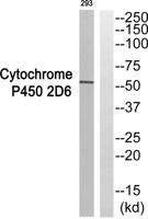 Dyrk4 Polyclonal Antibody