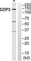 DZIP3 Polyclonal Antibody