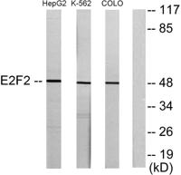 E2F-2 Polyclonal Antibody