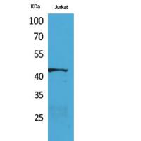 E2F-4 Polyclonal Antibody