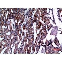 E2F-4 Polyclonal Antibody