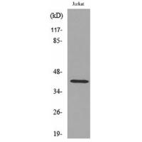E2F-4 Polyclonal Antibody