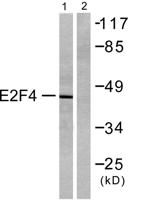 E2F-4/5 Polyclonal Antibody