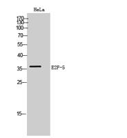 E2F-5 Polyclonal Antibody