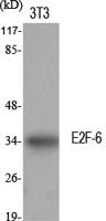 E2F-6 Polyclonal Antibody