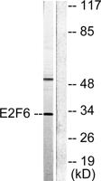 E2F-6 Polyclonal Antibody