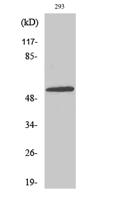 E4BP4 Polyclonal Antibody