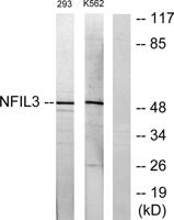 E4BP4 Polyclonal Antibody