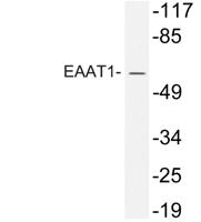 EAAT1 Polyclonal Antibody