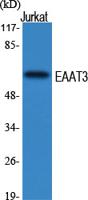 EAAT3 Polyclonal Antibody