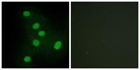 EAR2 Polyclonal Antibody