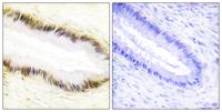 EAR2 Polyclonal Antibody