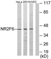 EAR2 Polyclonal Antibody