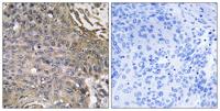 EAT-2 Polyclonal Antibody