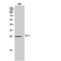 Ebi3 Polyclonal Antibody