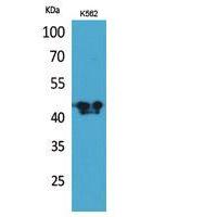 ECA39 Polyclonal Antibody