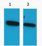 ECFP-Tag Polyclonal Antibody